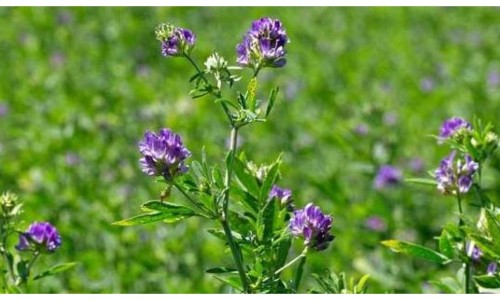 ΑΛΦΑΛΦΑ (ALFALFA) - ΤΙ ΕΙΝΑΙ; ΚΑΙ ΓΙΑΤΙ ΣΑΣ ΤΟ ΠΡΟΤΕΙΝΟΥΜΕ ...