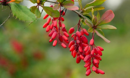 ΤΑ ΚΑΤΑΠΛΗΚΤΙΚΑ ΟΦΕΛΗ ΓΙΑ ΤΗΝ ΥΓΕΙΑ ΤΩΝ ΒΑΤΟΜΟΥΡΩΝ BARBERRIES