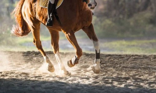 ΠΩΣ Η ΣΚΟΝΗ MSM ΒΟΗΘΑΕΙ ΣΕ ΑΡΘΡΙΤΙΔΕΣ,ΠΟΝΟΥΣ,ΑΚΑΜΨΙΑ