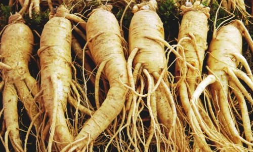 ΚΟΚΚΙΝΟ ΤΖΙΝΣΕΝΓΚ ΚΑΙ ... ΑΝΕΒΕΙΤΕ ΕΠΙΠΕΔΟ!