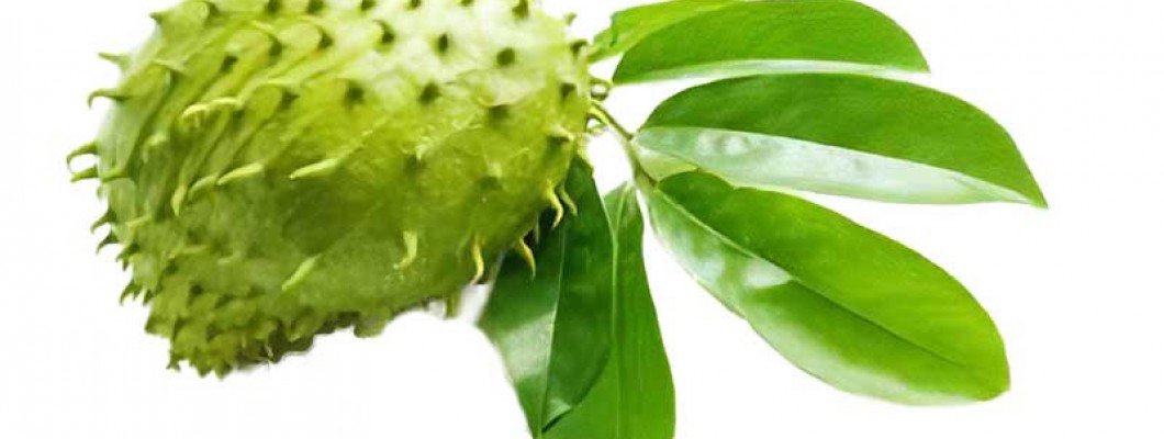 Εκχύλισμα Φύλλων Γκραβιόλας – Αντικαρκινική Έρευνα & Φυσική Υγεία