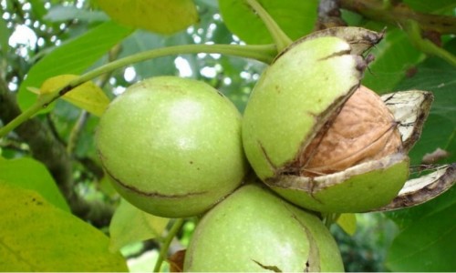 ΟΙ ΦΑΡΜΑΚΕΥΤΙΚΕΣ ΙΔΙΟΤΗΤΕΣ ΤΩΝ ΚΑΡΥΔΙΩΝ