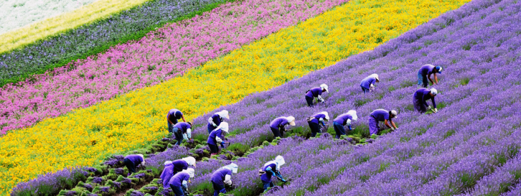 Κίστος, το μυθικό ελληνικό βότανο που ανακάλυψαν οι επιστήμονες