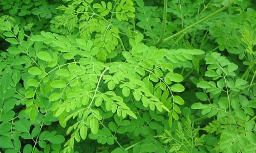 ΜΟΡΙΝΓΚΑ, ΕΝΑ ΦΥΤΟ ΜΕ ΠΟΛΛΕΣ ΙΔΙΟΤΗΤΕΣ Ή ΑΛΛΙΩΣ ΤΟ 