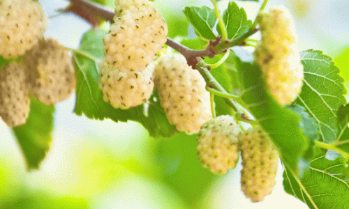 ΑΣΠΡΑ ΜΟΥΡΑ: ΔΟΚΙΜΑΣΤΕ ΤΗ ΝΕΑ ΥΠΕΡΤΡΟΦΗ