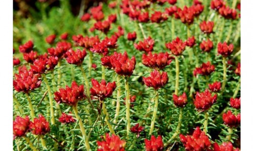 ΡΟΔΙΟΛΑ: ΦΥΣΙΚΟ 