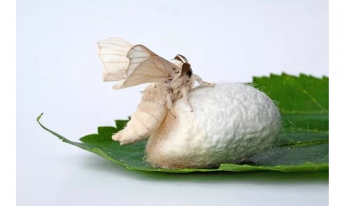 ΣΕΡΡΑΠΕΠΤΑΣΗ, ΤΟ ΣΥΣΤΗΜΙΚΟ ΕΝΖΥΜΟ ΓΙΑ ΤΙΣ ΦΛΕΓΜΟΝΕΣ