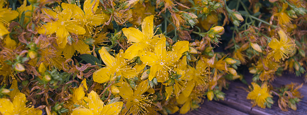 Σπαθόλαδο (Βαλσαμόχορτο): Ο 