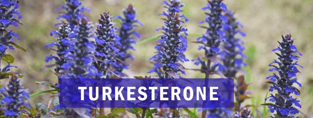 TURKESTERONE για την αύξηση της μυικής μάζας