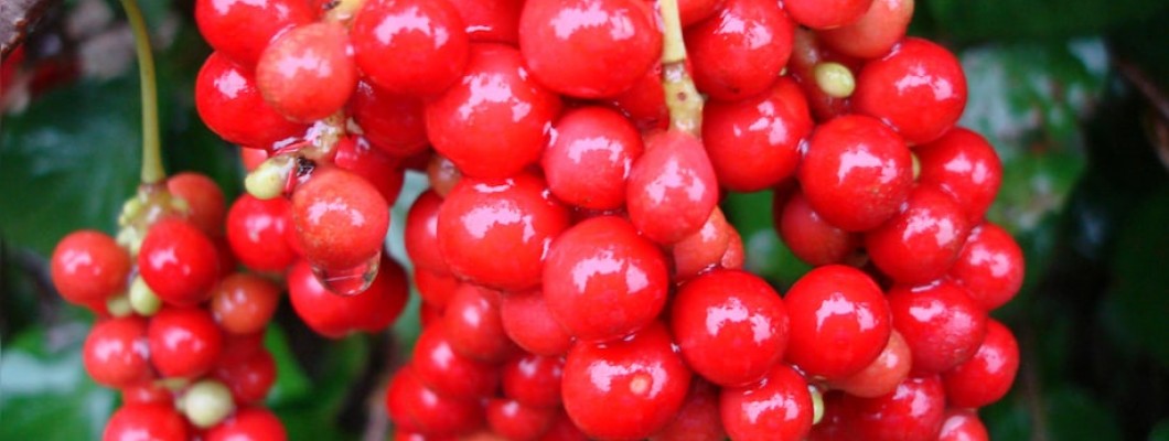 SCHISANDRA BERRIES - υπερτροφή για στρες, λοιμώξεις, αποτοξίνωση
