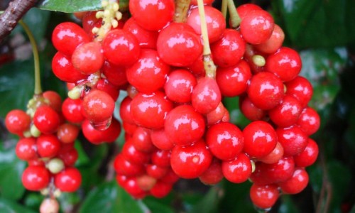 SCHISANDRA BERRIES - υπερτροφή για στρες, λοιμώξεις, αποτοξίνωση