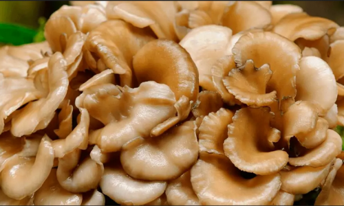 Maitake, Grifola frondosa. το μανιτάρι με τις φαρμακευτικές χρήσεις