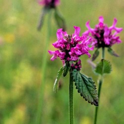 ΜΠΕΤΟΝΙΚΑ βότανο