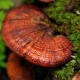 ΓΑΝΟΔΕΡΜΑ (REISHI) ΣΚΟΝΗ ΒΙΟ 100γρ.