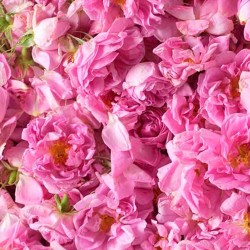 ΡΟΔΟΝΕΡΟ ΚΟΖΑΝΗΣ ΦΥΣΙΚΟ ΔΙΠΛΗΣ ΑΠΟΣΤΑΞΗΣ 1ΛΙΤΡΟ