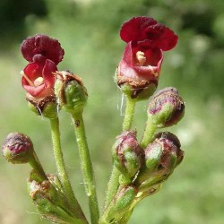 ΣΚΡΟΦΟΥΛΑΡΙΑ φυτό