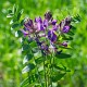 ASTRAGALUS (ASTRAGALUS MEMBRANACEUS) ORGANIC 80g