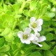 BRAHMI (BACOPA MORNIERI) BIO POWDER 100g - stimulate your brain!