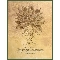 ΜΑΝΔΡΑΓΟΡΑΣ ρίζα