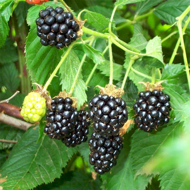 ΒΑΤΟΣ (blackberry) φύλλα