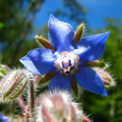 ΒΟΡΑΓΟ - ΜΠΟΥΡΑΝΤΖΑ
