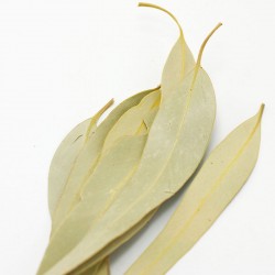 ΕΥΚΑΛΥΠΤΟΣ φύλλα ελληνικά