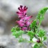 Fumaria officinalis, Fumitory
