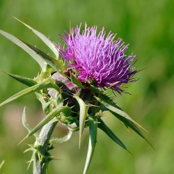 100% GREEK ORGANIC MILK THISTLE SEEDS 58g - excellent quality
