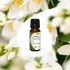 JASMINE ESSENTIAL OIL 5% in Grapeseed Oil 10ml