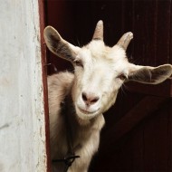 HORNY GOAT - EPIMEDIUM powder 50g  HORNY GOAT - EPIMEDIUM powder 50g