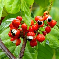 GUARANA powder 50g - energy, metabolism, memory improvement