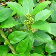 GYMNEMA (GYMNEMA SYLVESTRE) POWDER 80g - the sugar destroyer!