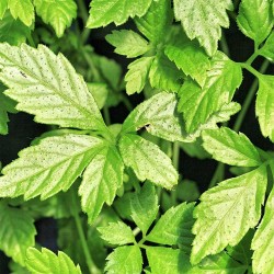 GYNOSTEMMA (Gynostemma pentaphyllum) POWDER 60g. - the Jiaogulan herb of immortality