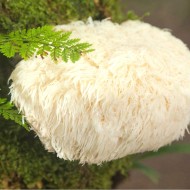 LION'S MANE σκόνη (Hericium erinaceus) 50γρ. - εγκέφαλο, καρδιά, γαστρεντερικό, ανοσοποιητικό