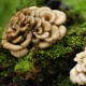 MAITAKE MUSHROOM POWDER 50g BIO