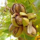 PECAN NUTS (PECAN NUTS) PELLETS
