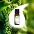 BLACK PEPPER essential oil 10ml