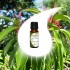 SANDALWOOD Amyris essential oil 10ml 