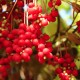 SCHISANDRA BERRIES - SCHISANDRA POWDER BIO 80gr.