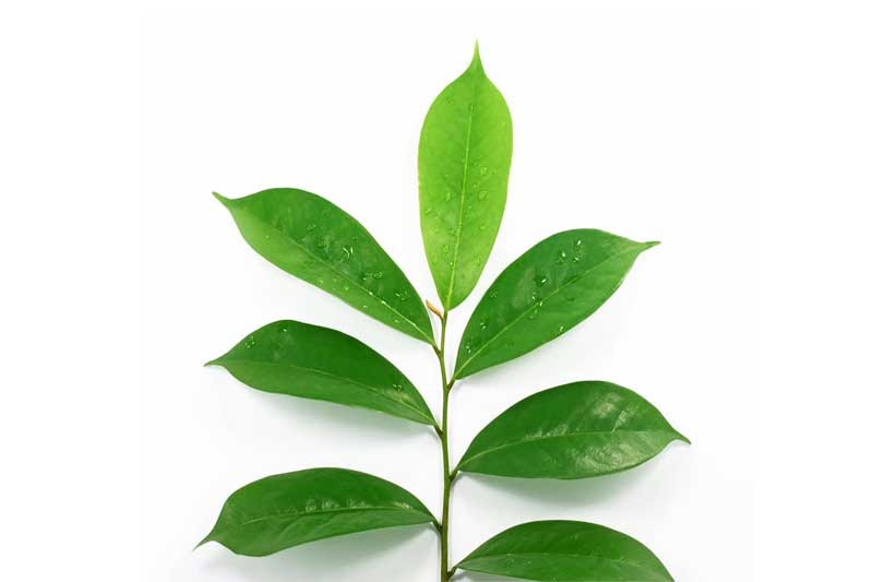 graviola-fylla-ekxylisma