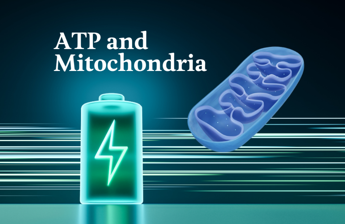 Μιτοχονδρια - ο φορτιστης ενεργειας του σωματος