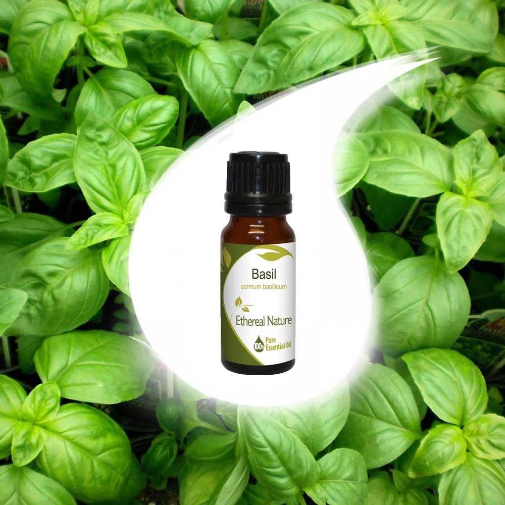 BASIL essential oil 10ml