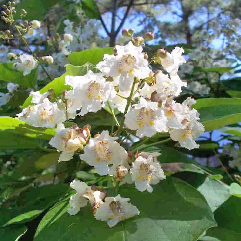 CATUABA ΦΛΟΙΟΣ ΣΚΟΝΗ 80γρ.