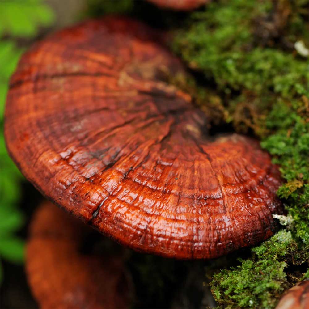 ΓΑΝΟΔΕΡΜΑ (REISHI) ΣΚΟΝΗ ΒΙΟ 100γρ.