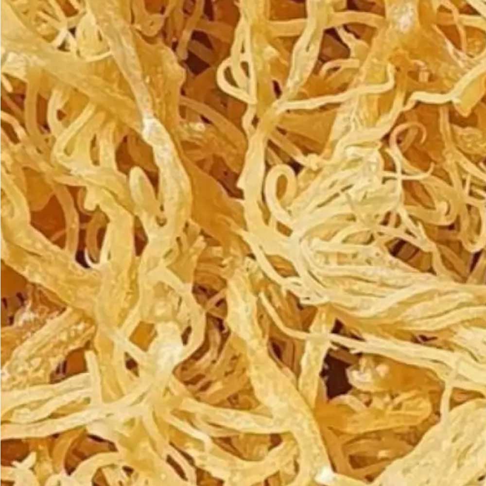 SEA SALEP (Carrageenan), Irish Moss