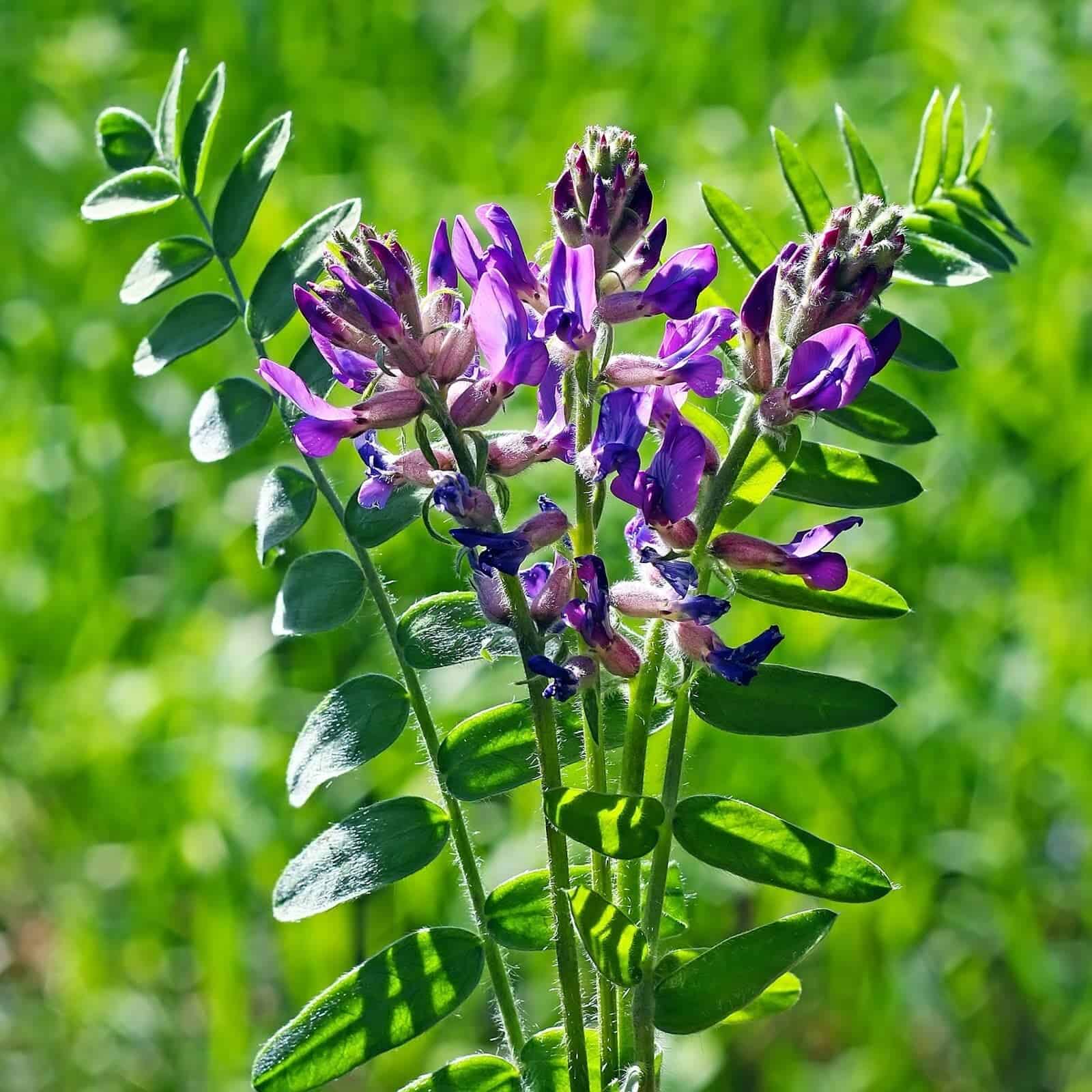 ASTRAGALUS (ASTRAGALUS MEMBRANACEUS) ORGANIC 80g