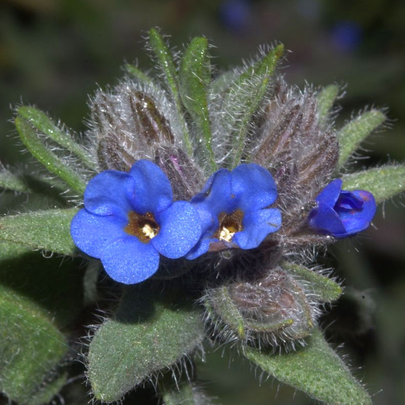 ALKANE TINTING (HAVA TZIVA) root