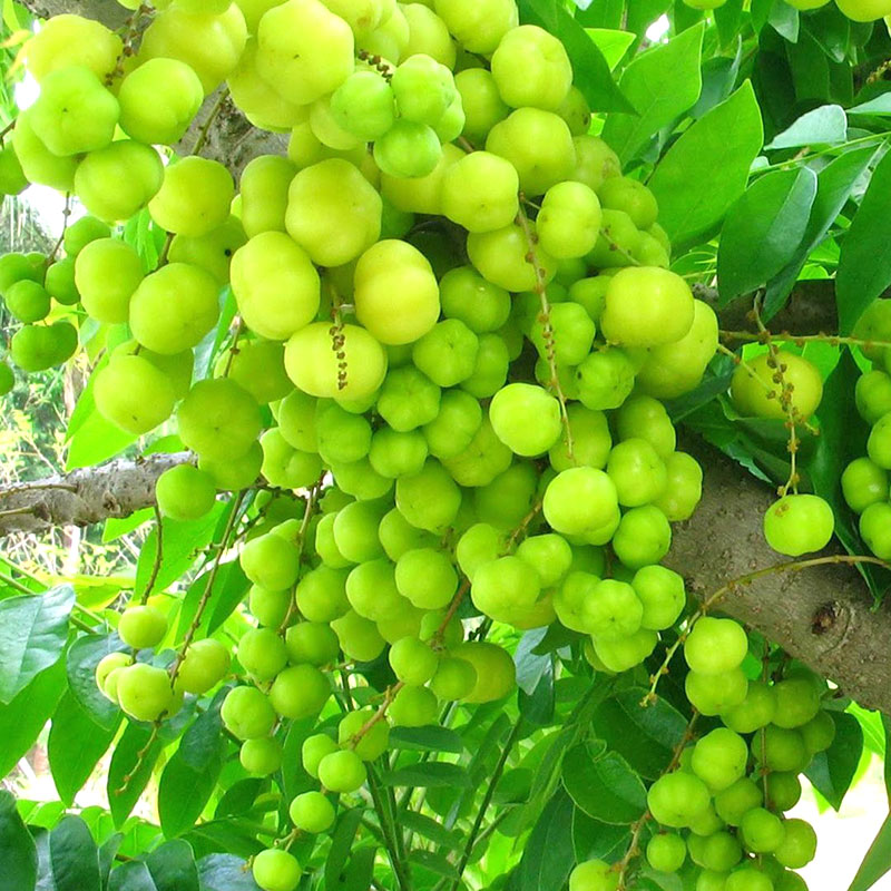 AMLA / INDIAN GOOSEBERRY powder 100g. AMLA / INDIAN GOOSEBERRY powder 100g.