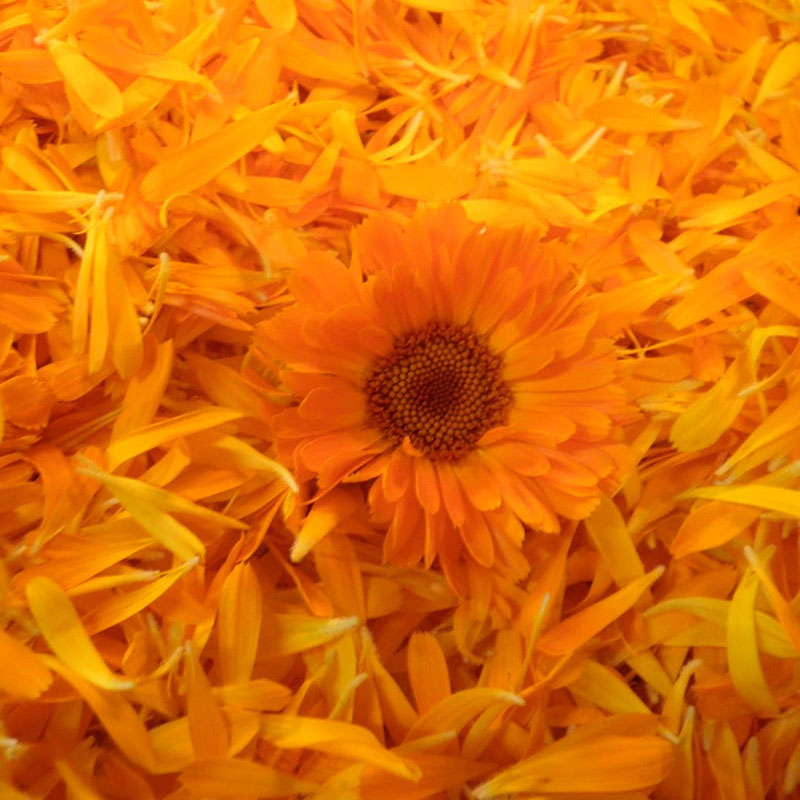 ΚΑΛΕΝΤΟΥΛΑ ΕΛΑΙΟ 60ml