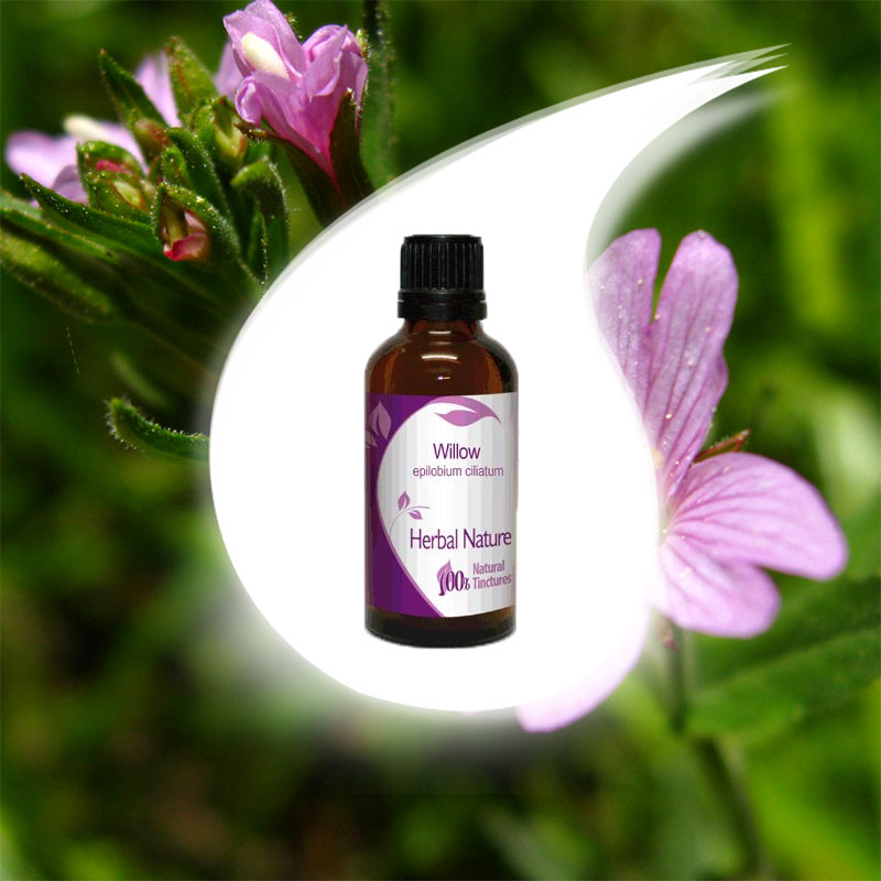 Epilobium Tincture 50ml